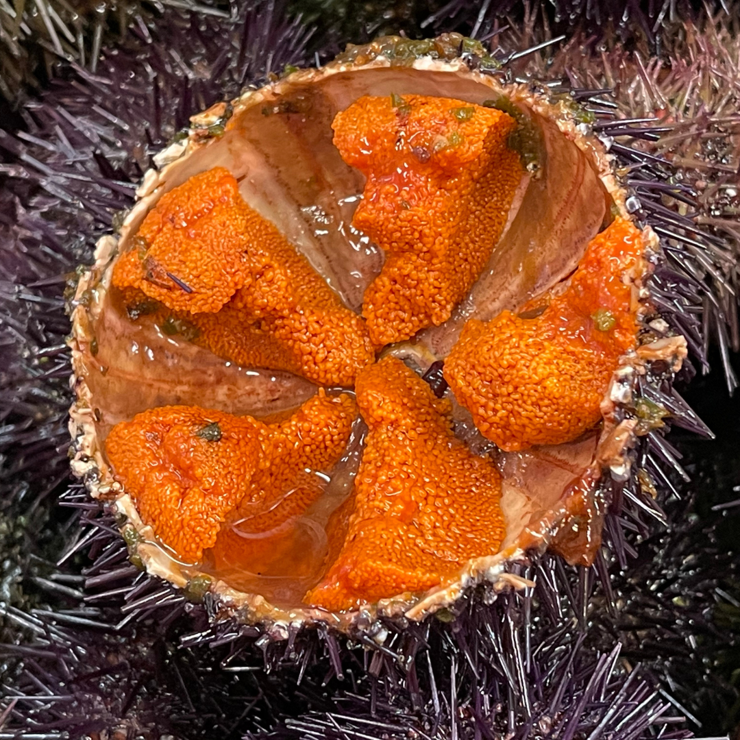 oursin de galice
